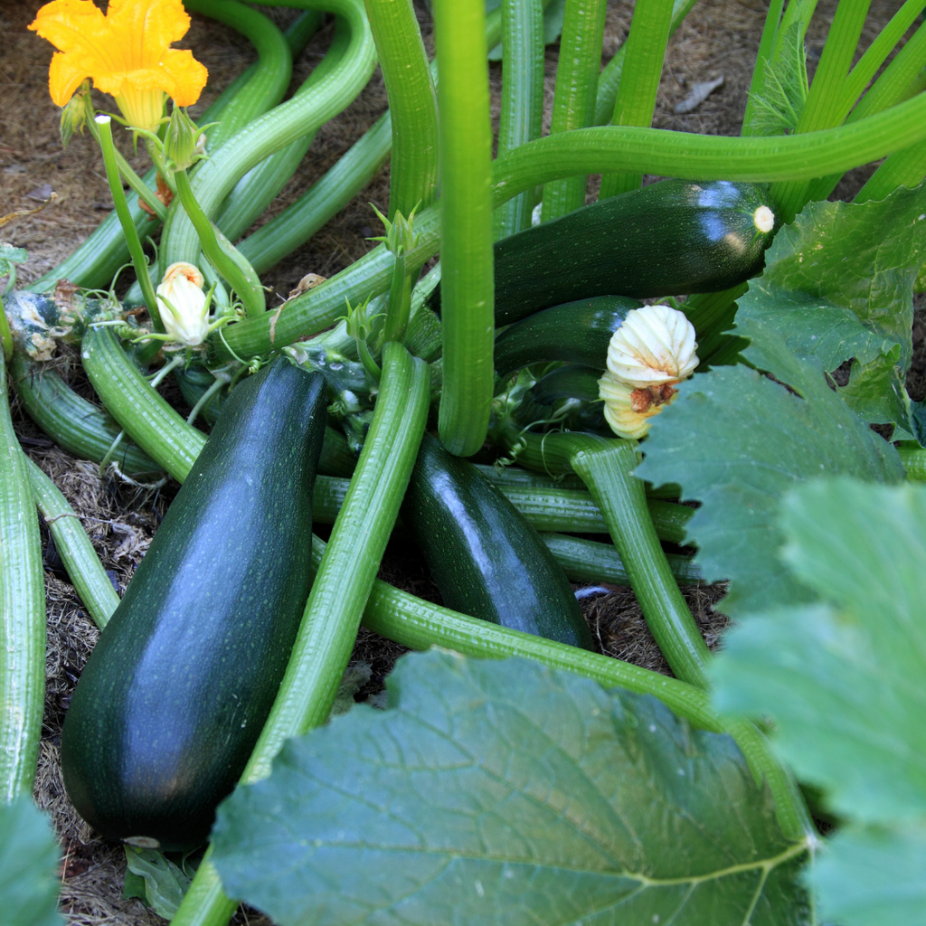 Black Beauty Squash