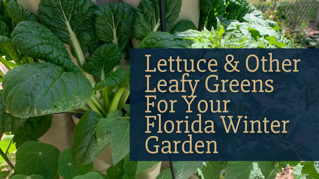 Lettuce & Other Leafy Greens For Your Florida Winter Garden