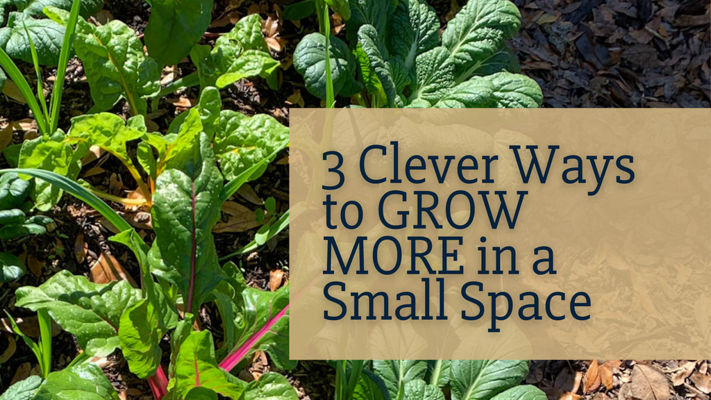 3 Clever Ways to GROW MORE in a Small Space