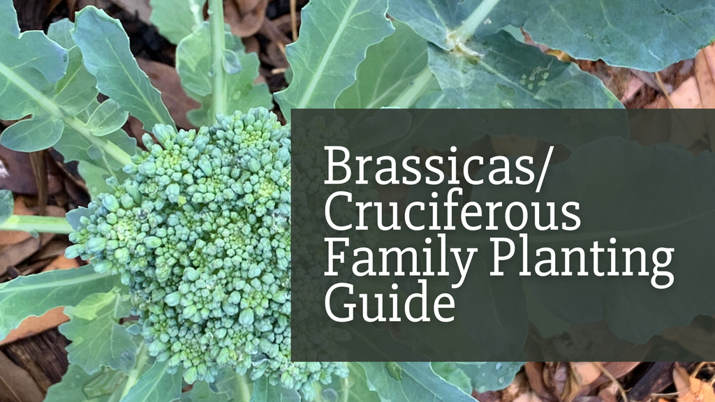 Brassicas/ Cruciferous Family Planting Guide for Florida Gardeners