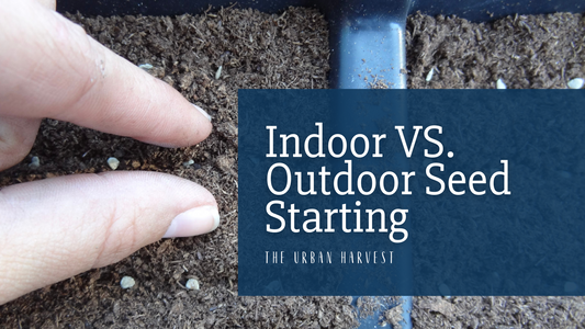 Indoor VS. Outdoor Seed Starting in Florida