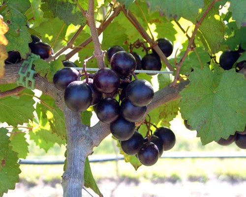 Muscadine Grape - Live Plant