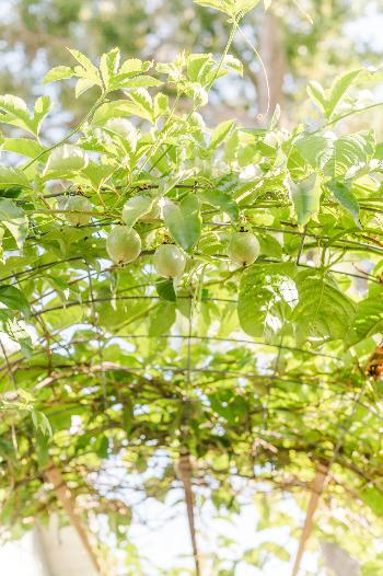 Starting A Florida Food Forest