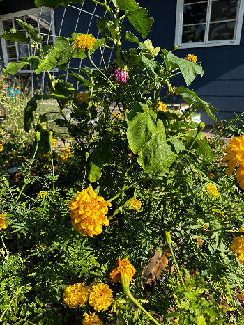 How To Not Kill Your Garden