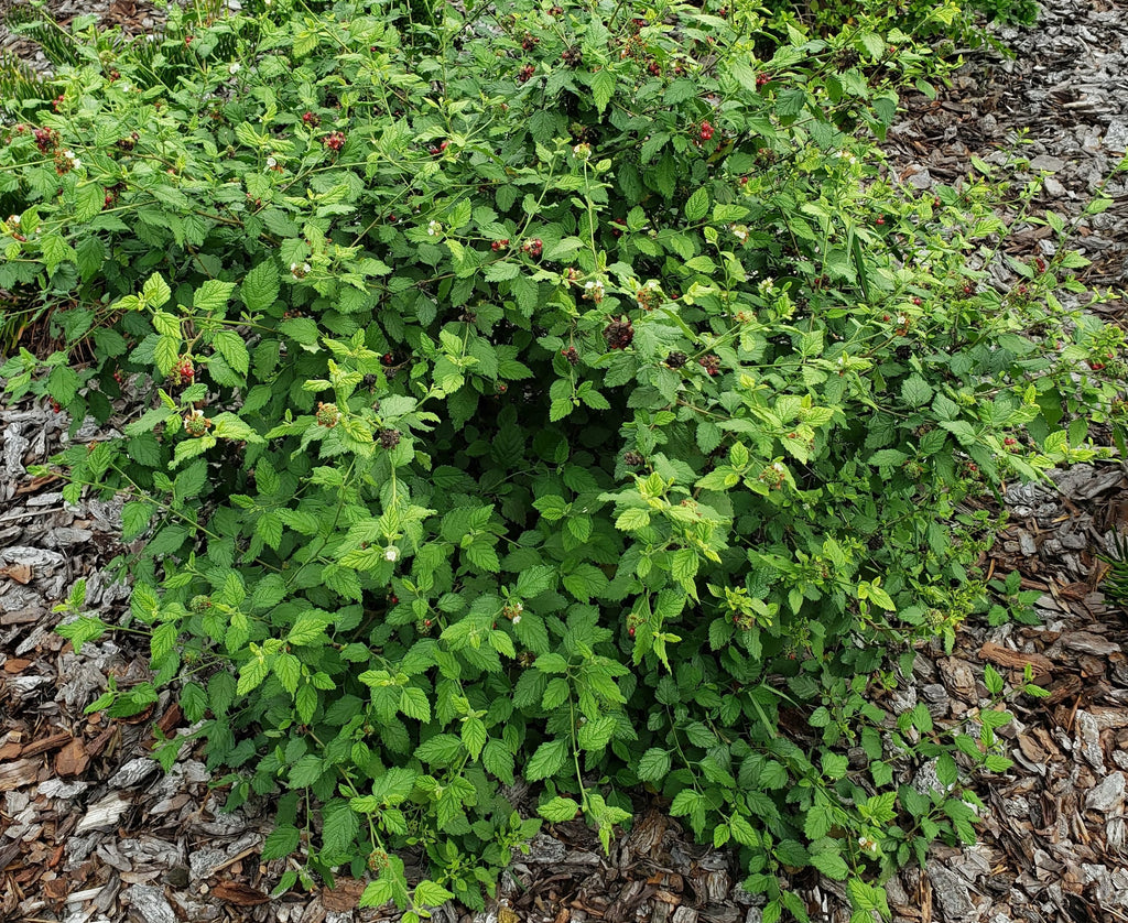 Bloodberry - Live Plant
