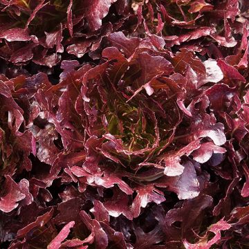 Brentwood Lettuce - Live Plant