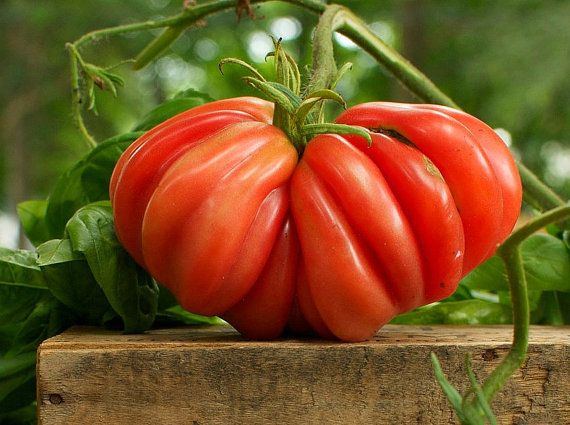 Zapotec Tomato -Live Plant