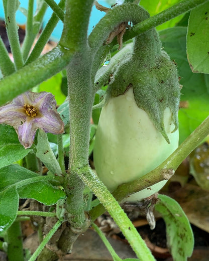 Casper White Eggplant
