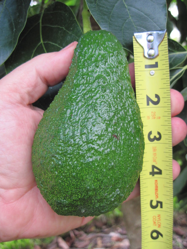 Avocado Super Haas - Live Plant