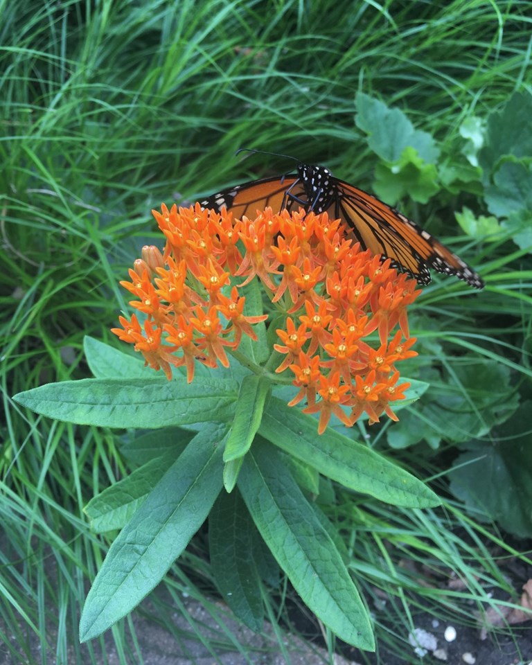 Butterfly Milkweed- Live Plant