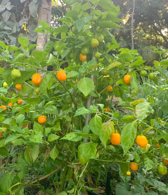 Aji Jobito Pepper
