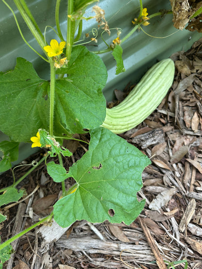 Armenian Cucumber