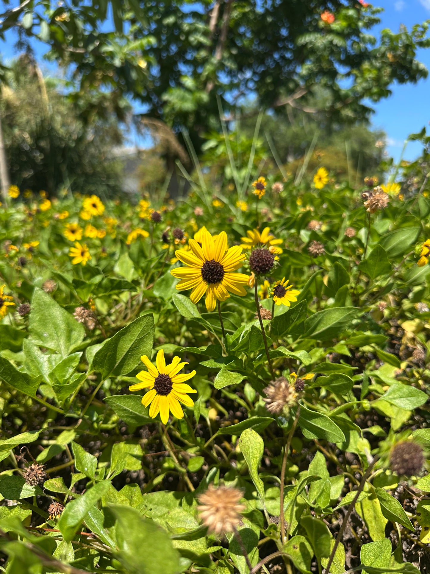 One-Stop-Shop Pollinator Pack - Native Flowers For Beneficial Insects