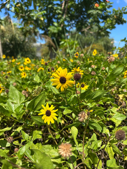 One-Stop-Shop Pollinator Pack - Native Flowers For Beneficial Insects
