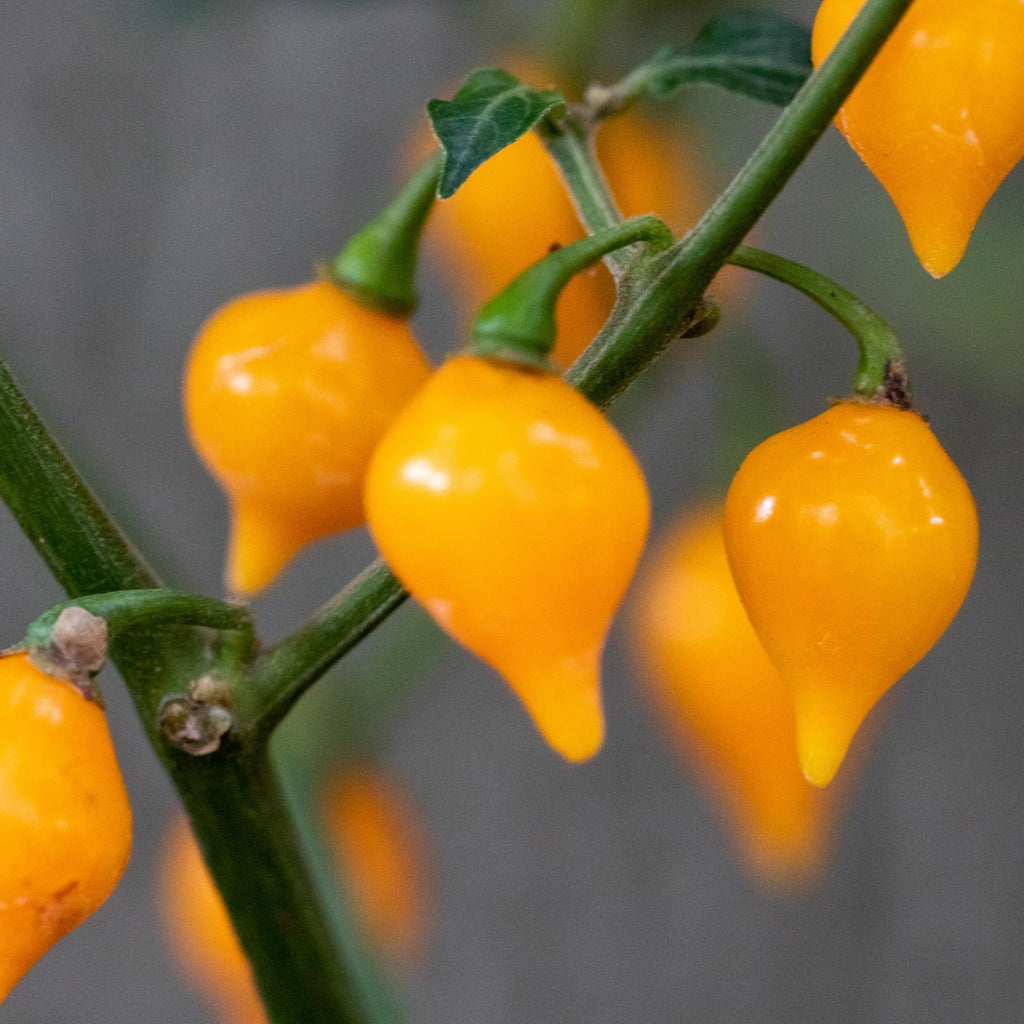 Biquinho Pepper, Yellow - Live Plant