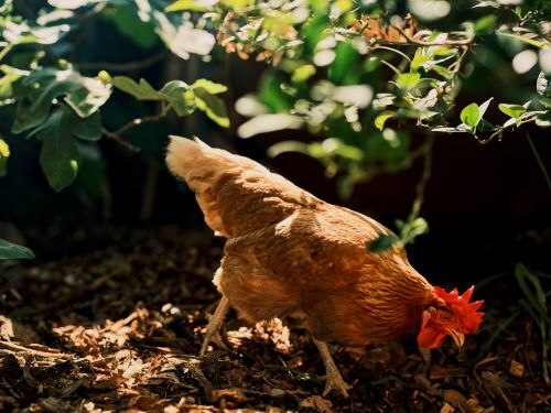 From Coop to Kitchen: A Hands-On Chicken Processing Class