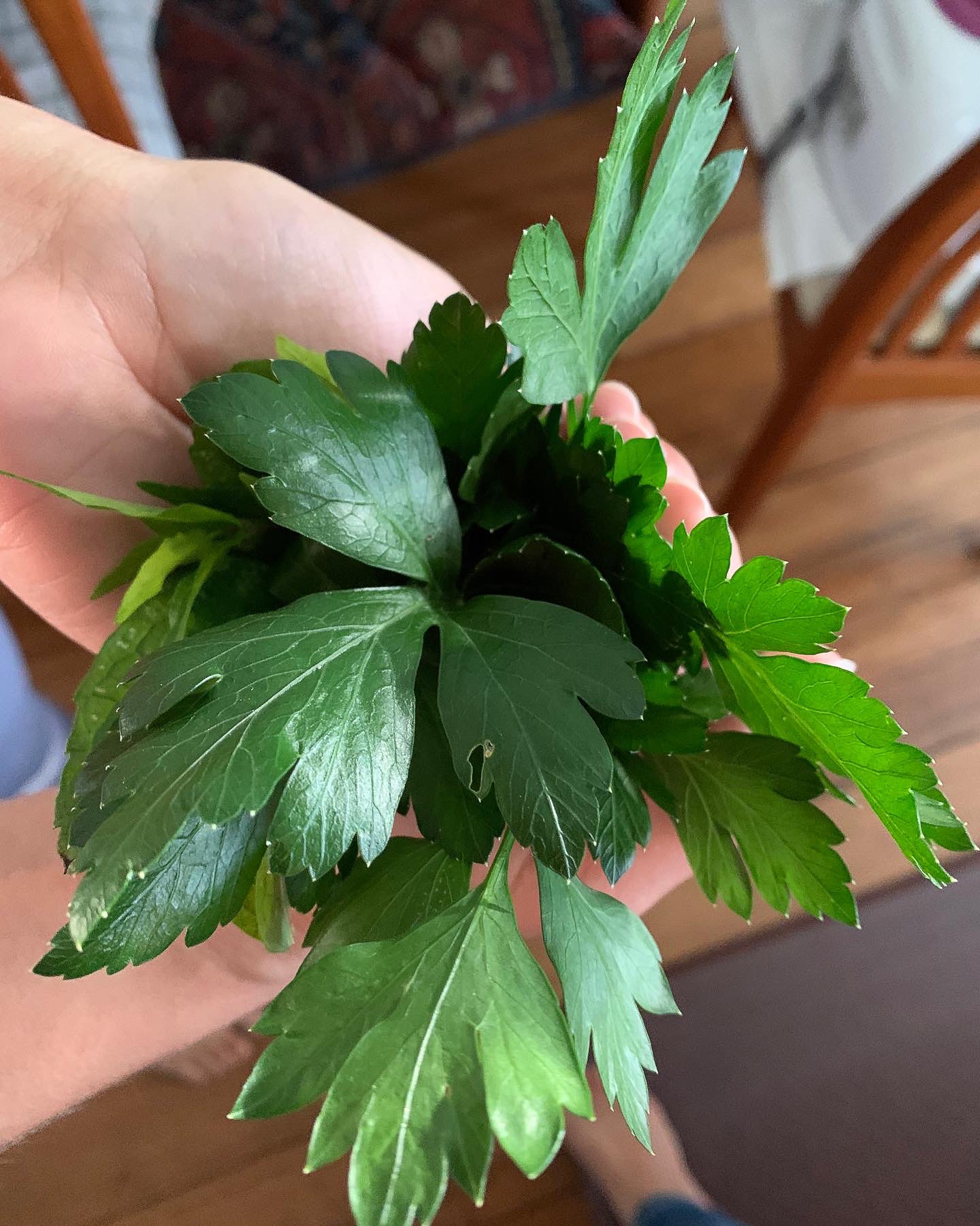 Plain Leaf Parsley