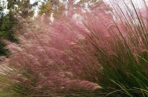Muhly Grass 3 gal - Live Plant