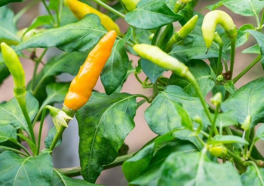 Datil Habanero Pepper - Live Plant