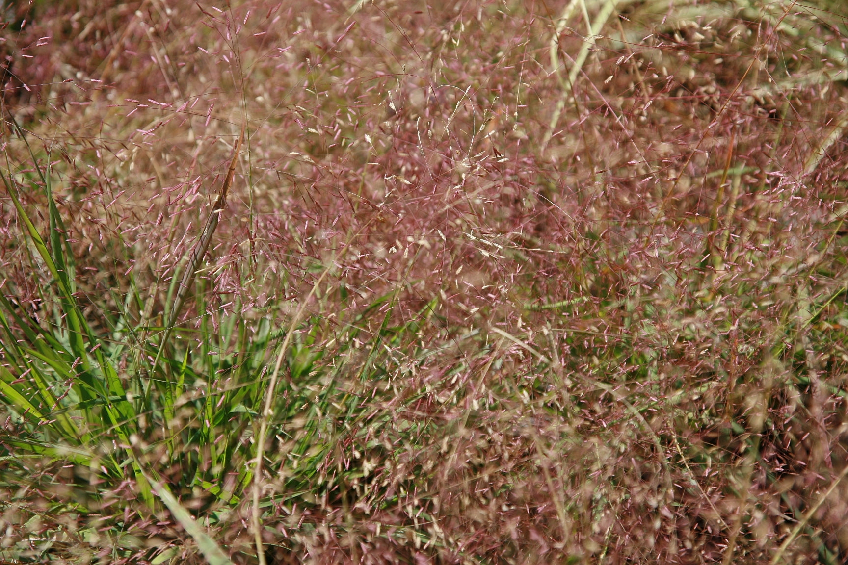 Purple Lovegrass - Live Plant – TheUrbanHarvest