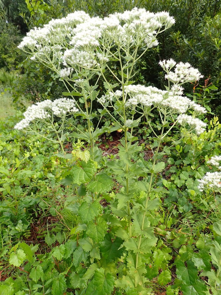 Roundleaf Horoughwort - Live Plant