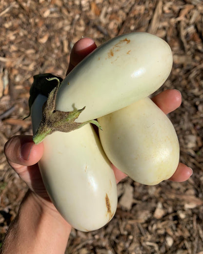 Casper White Eggplant