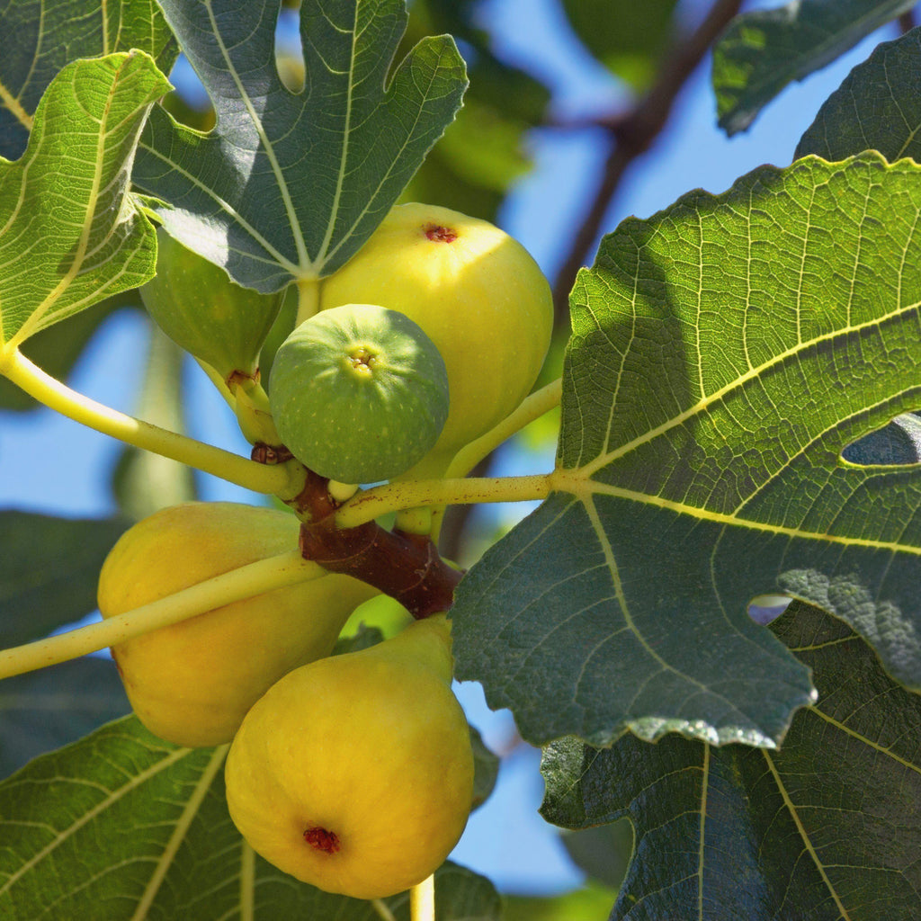 Lattarula Fig - Live Plant