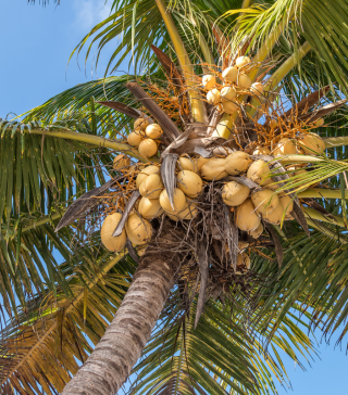 Coconut Tree - Live Plant