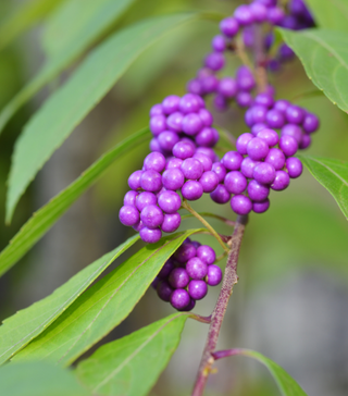 Beautyberry - Live Plant