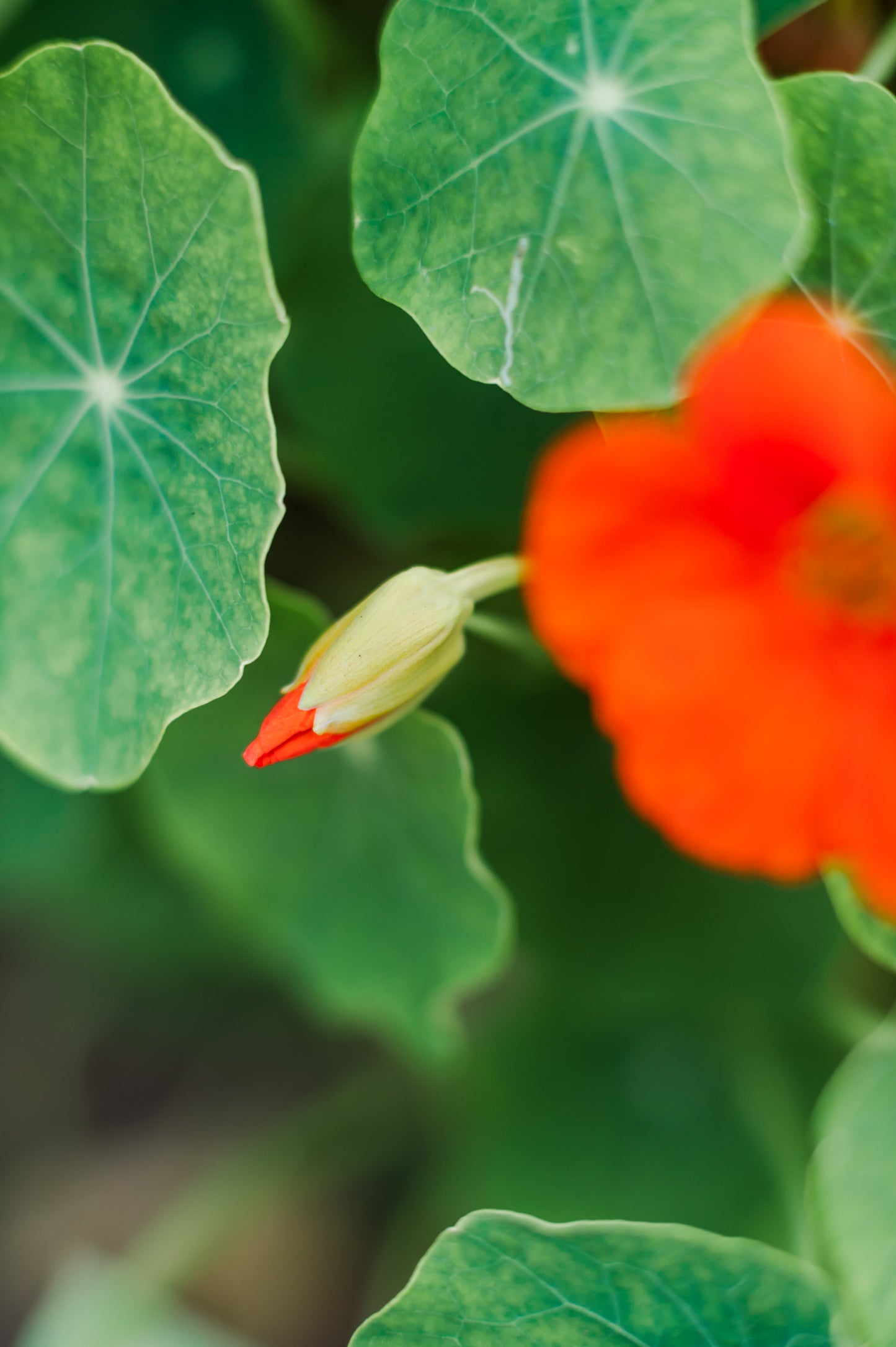 Nasturtium