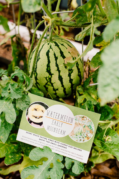 Early Moonbeam Watermelon