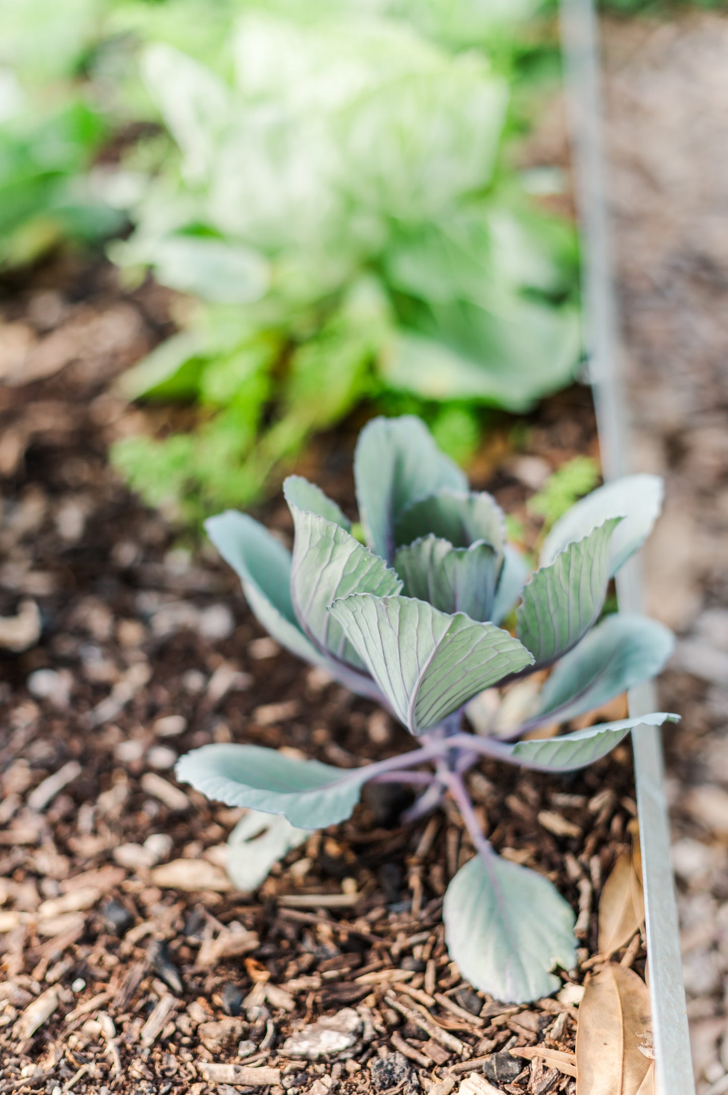 Red Acre Cabbage