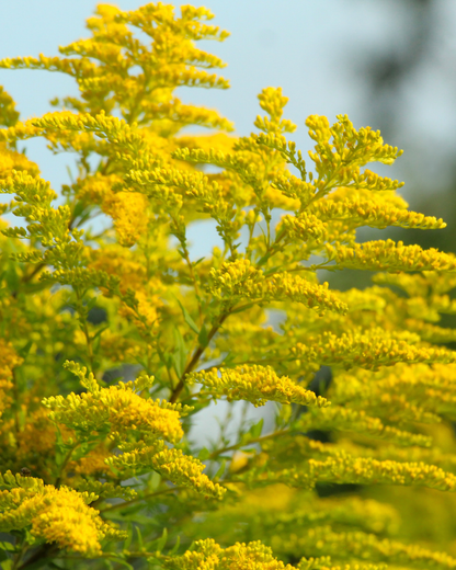 One-Stop-Shop Pollinator Pack - Native Flowers For Beneficial Insects