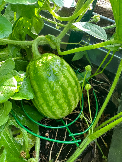 Sugar Baby Watermelon