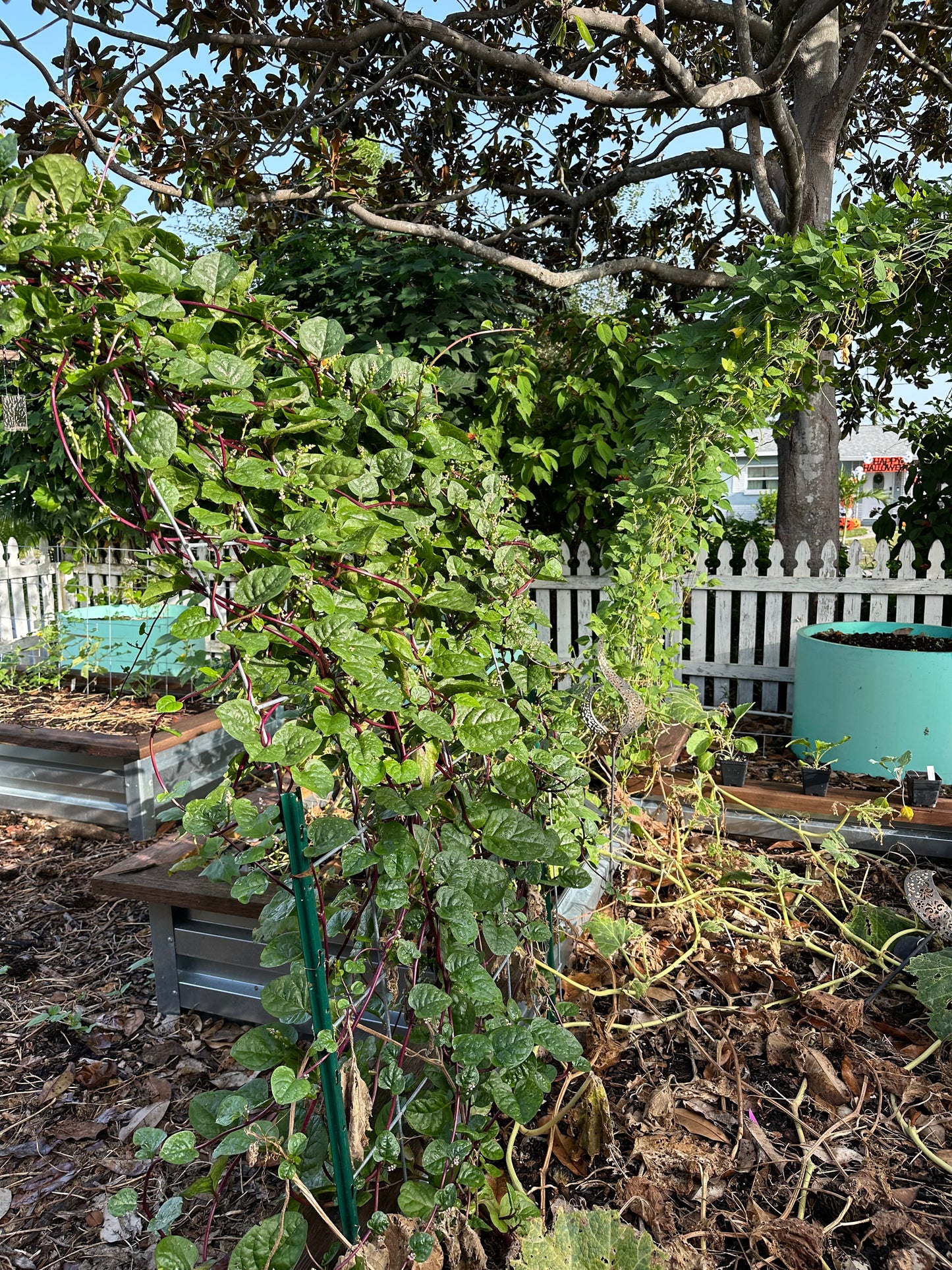Malabar Spinach, Red