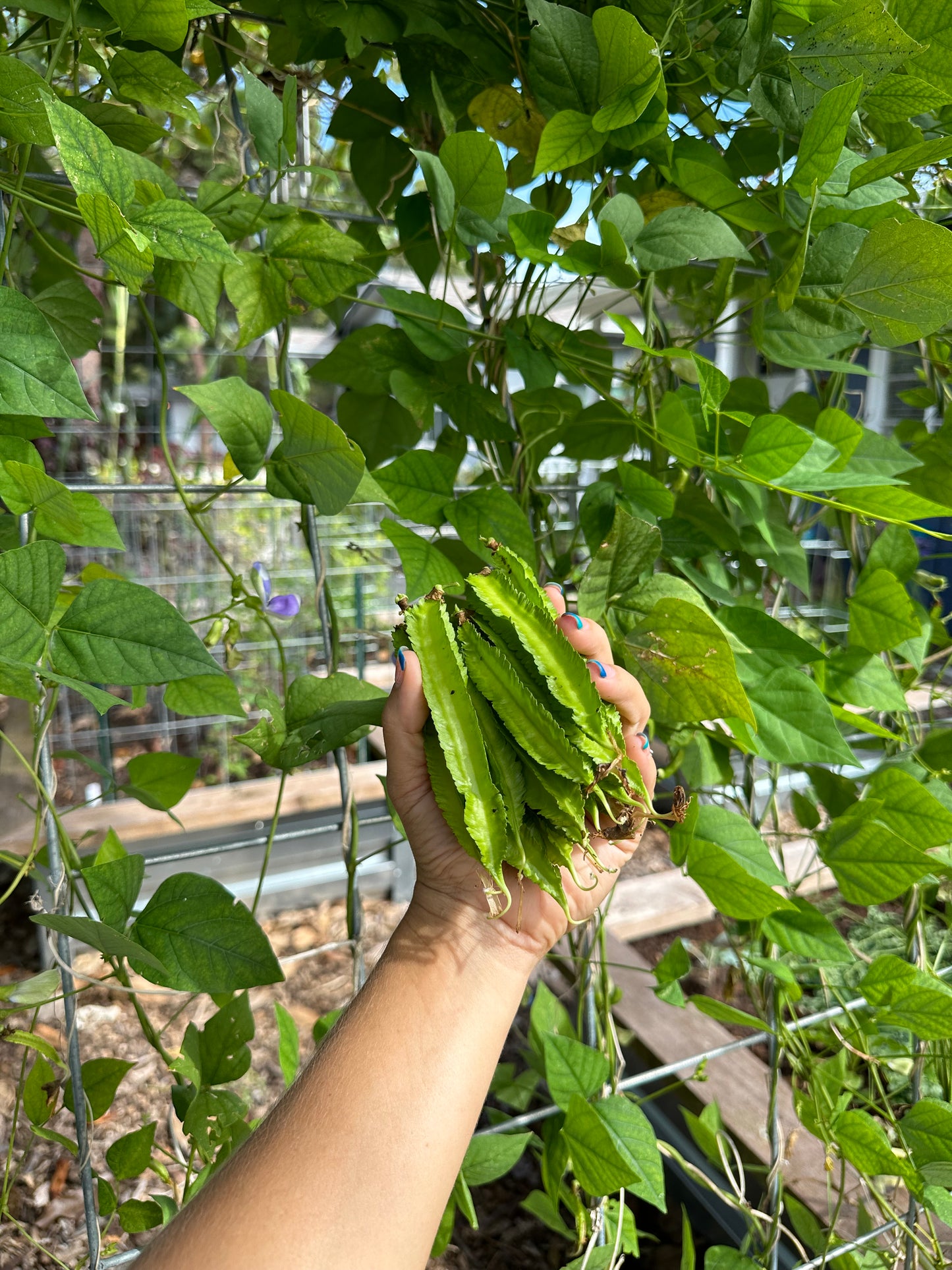 Winged Bean