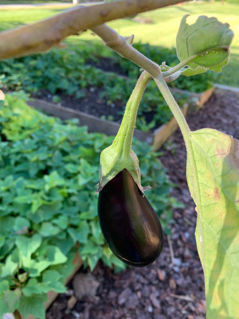Black Beauty Eggplant - Live Plant