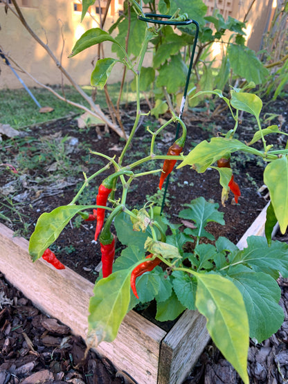 Carolina Cayenne Pepper
