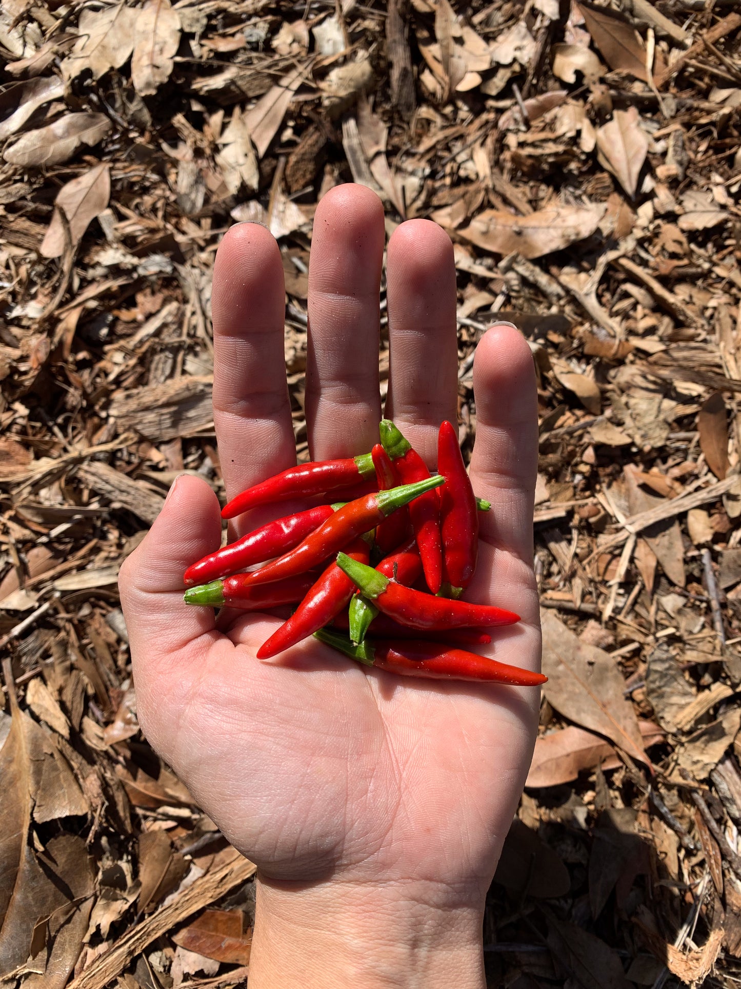 Carolina Cayenne Pepper