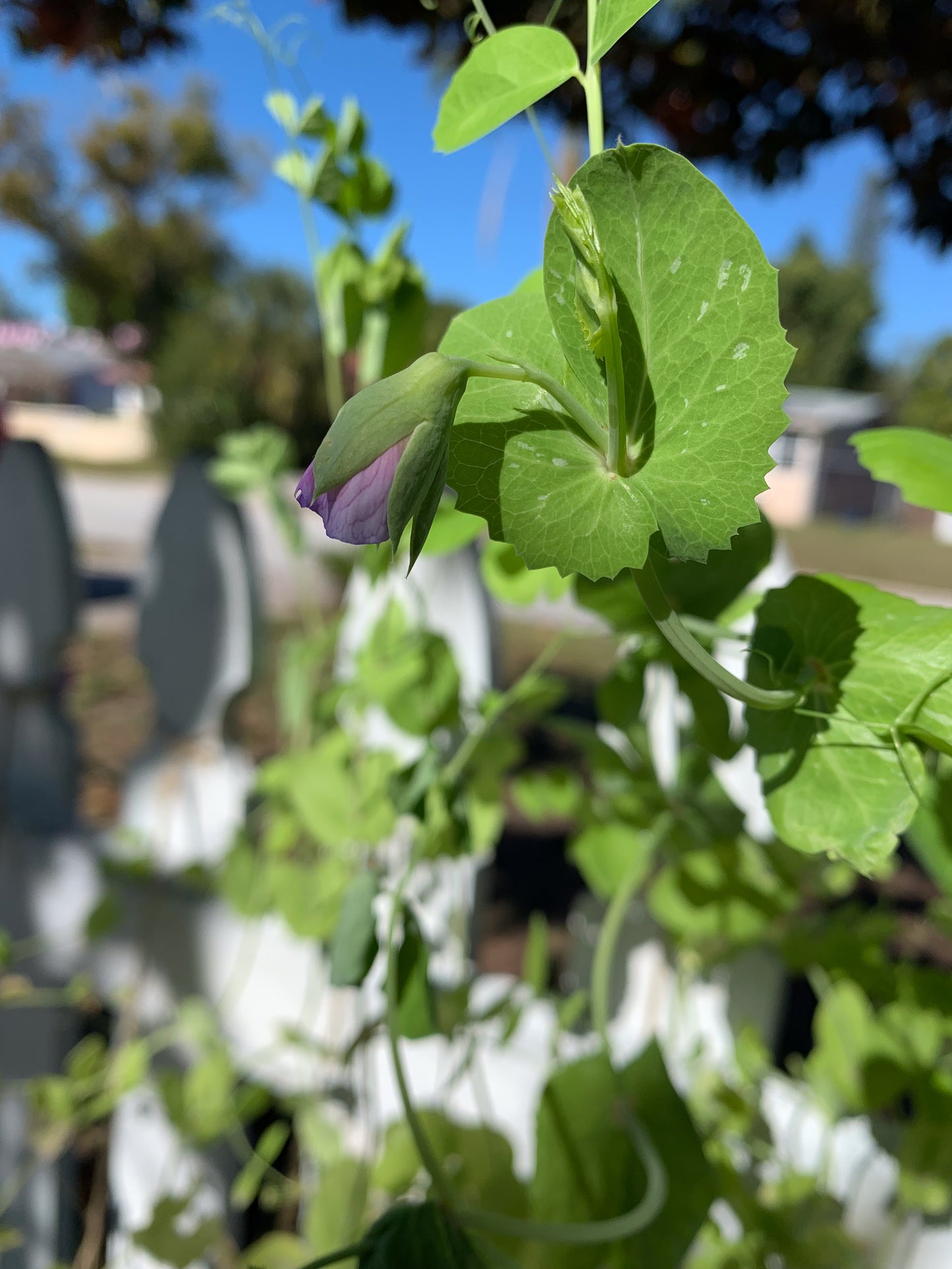 Green Arrow Shell Pea
