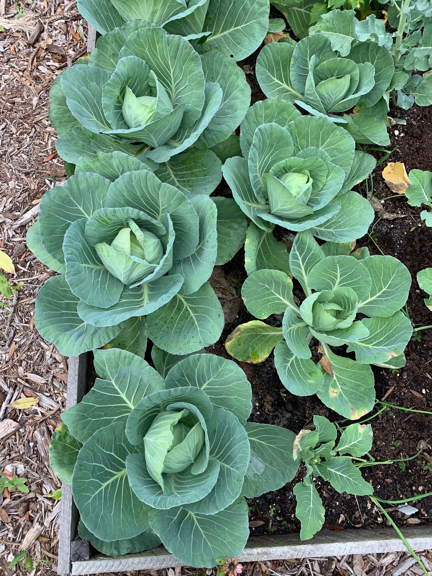 Golden Acre Cabbage