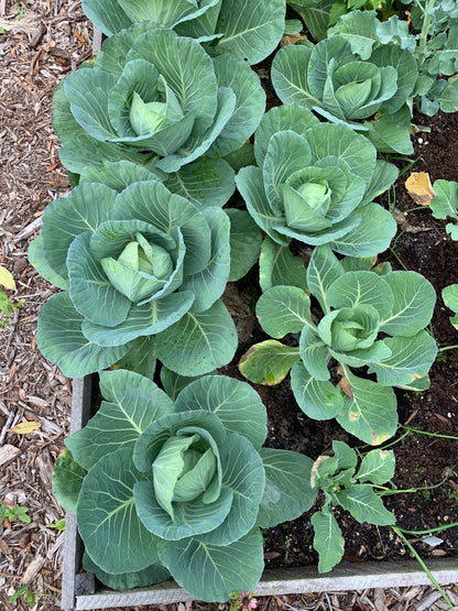 Golden Acre Cabbage