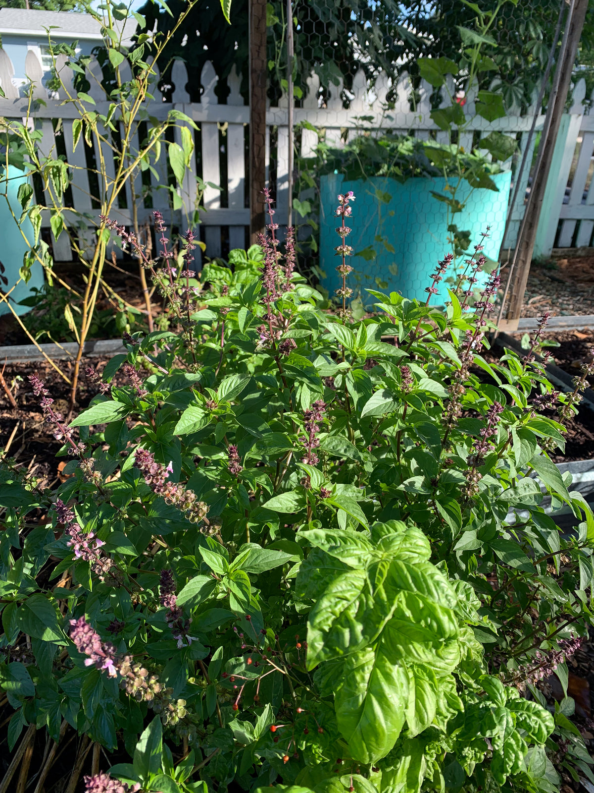 Thai Basil
