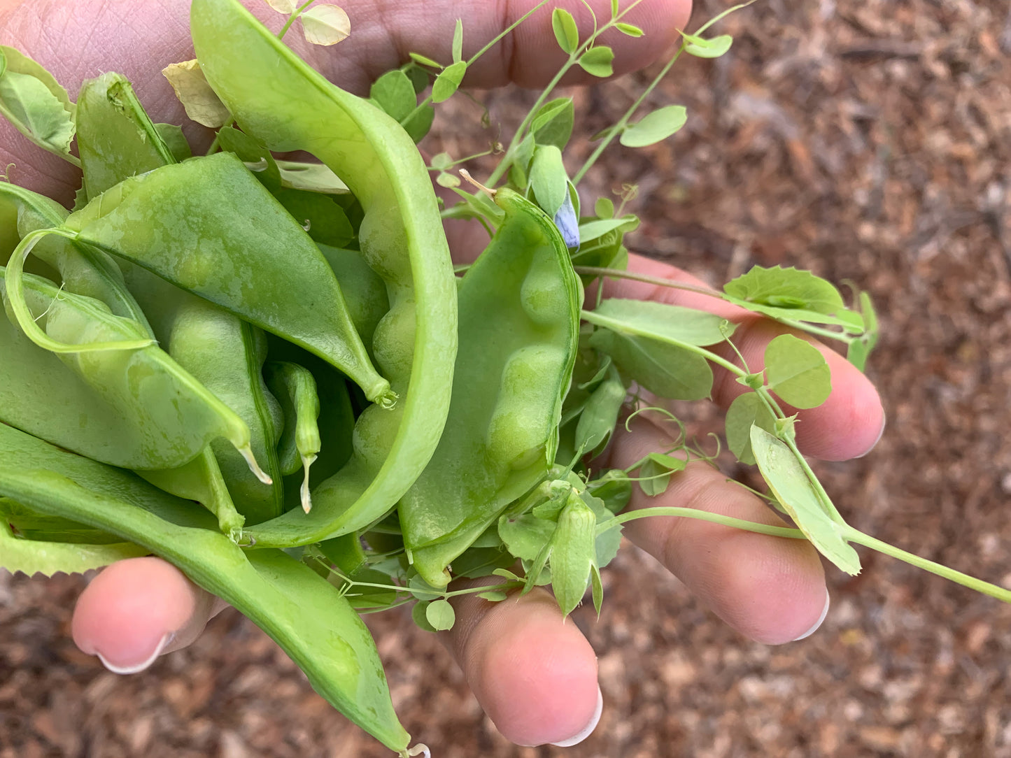 Oregon Giant Snow Pea