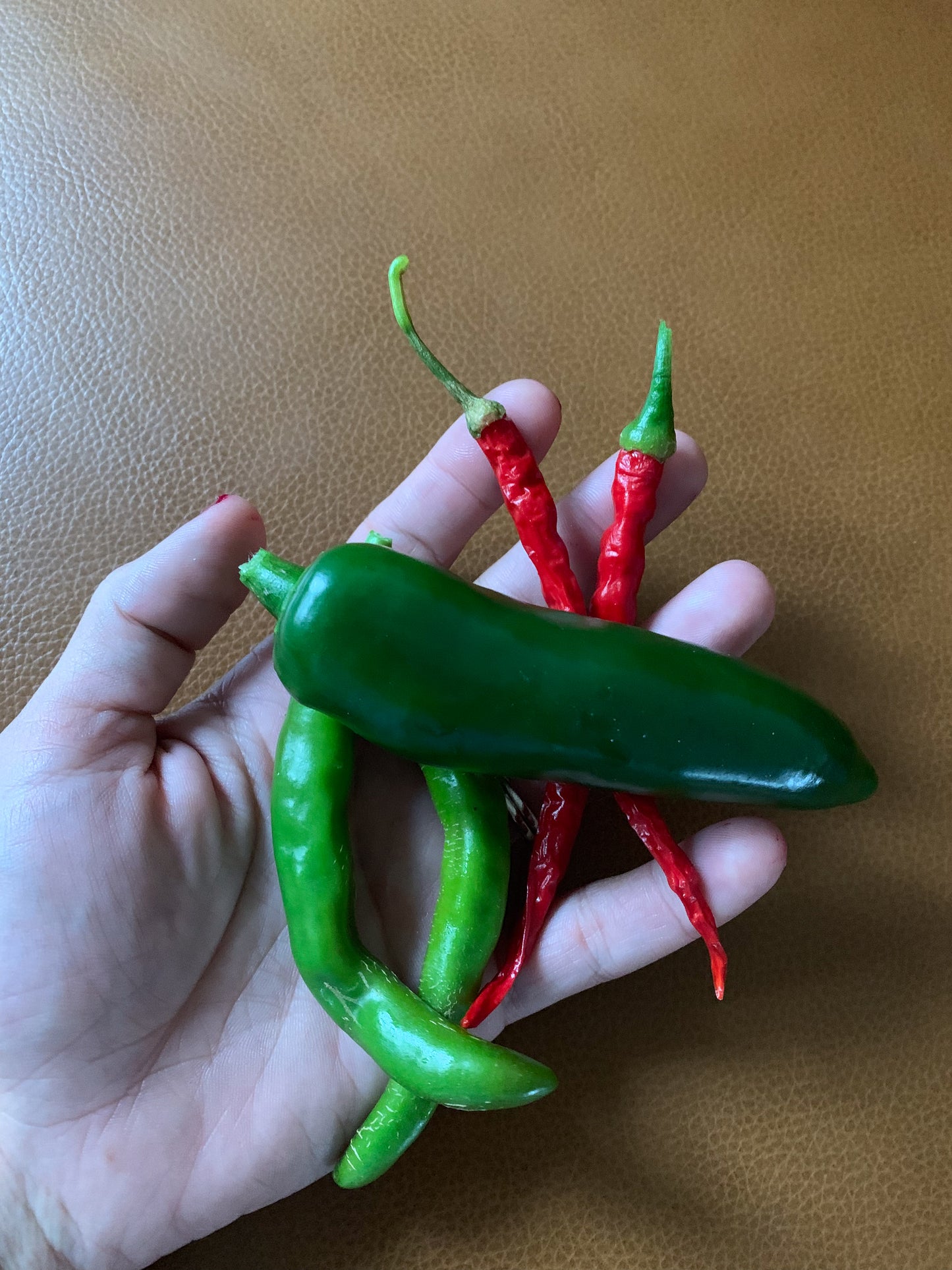 Jalapeno Pepper