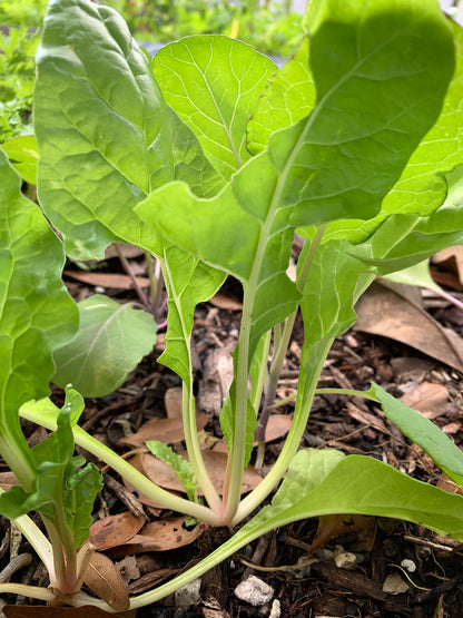Perpetual Swiss Chard