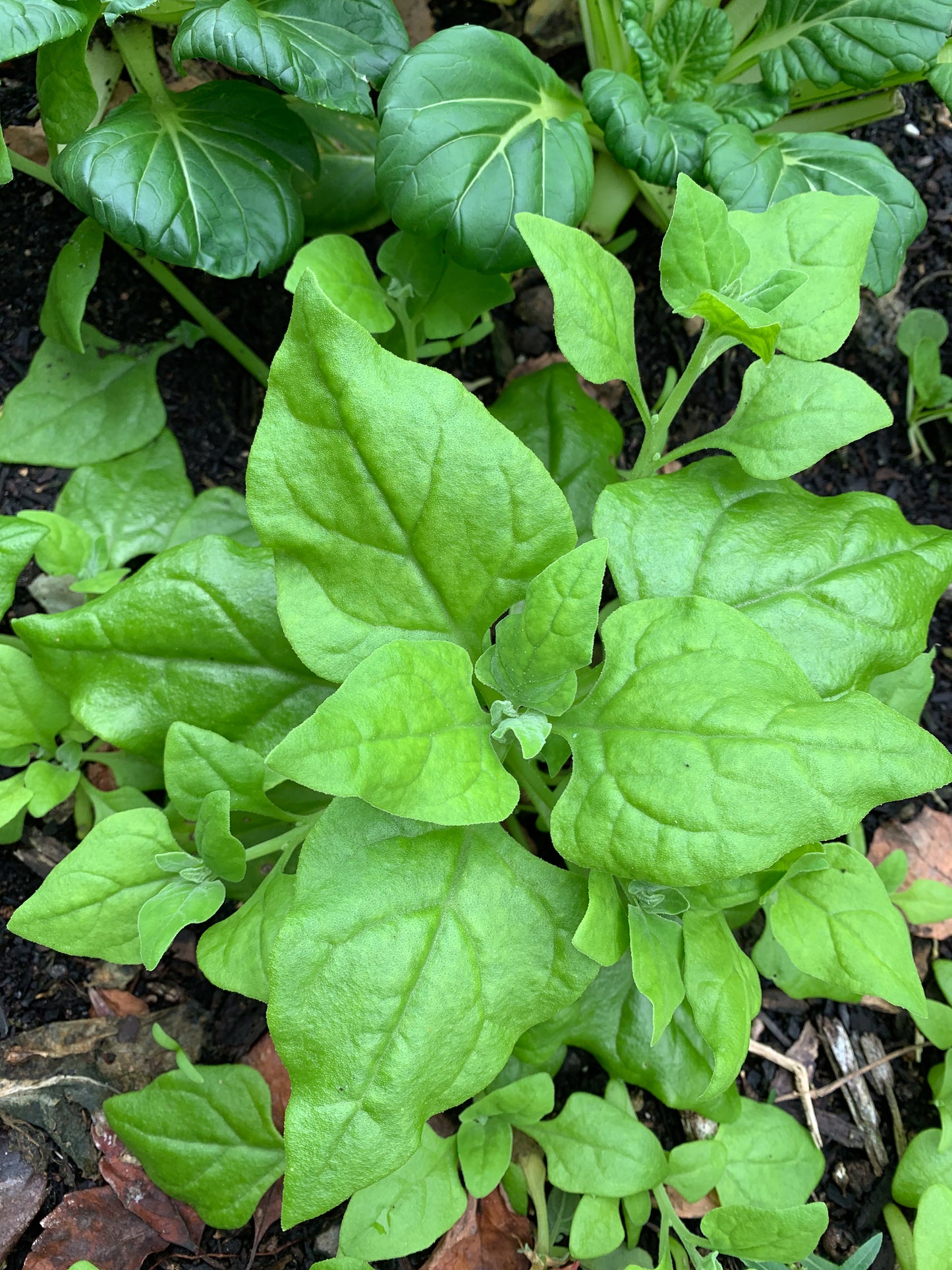 New Zealand Spinach