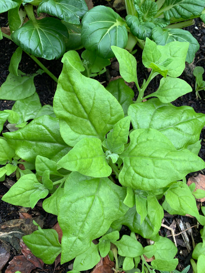 New Zealand Spinach