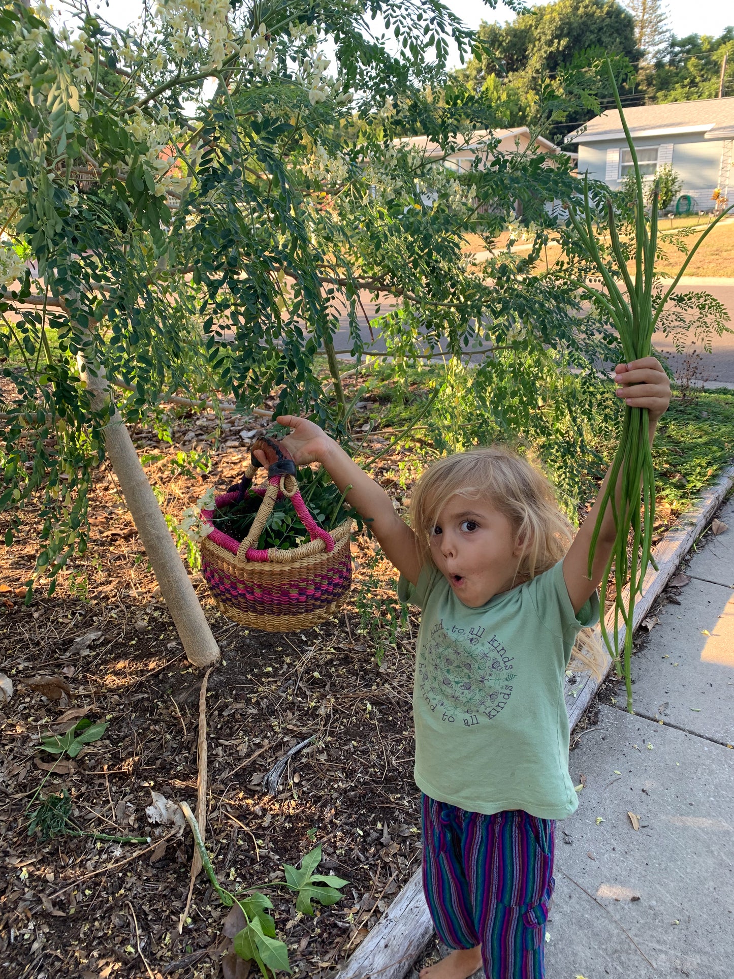 Liana Yardlong Bean