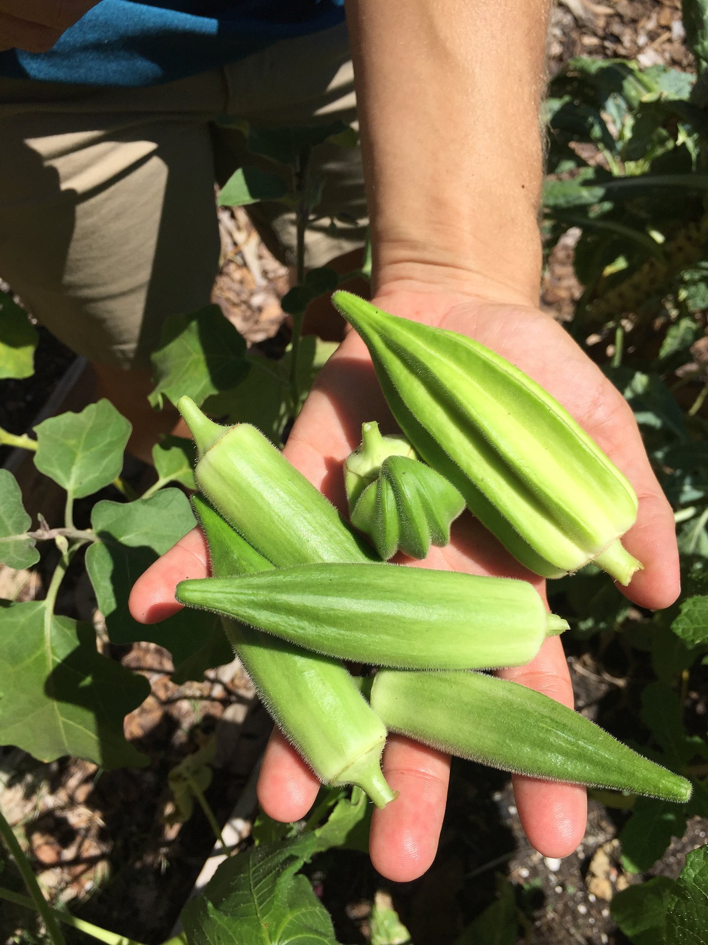 Gold Coast Okra